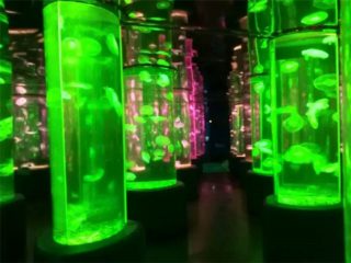 2018 dodavatel akrylové medúzy