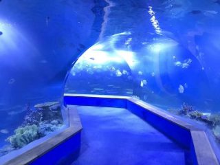 Jasný pmma akryl Velký plastový tunel akvária