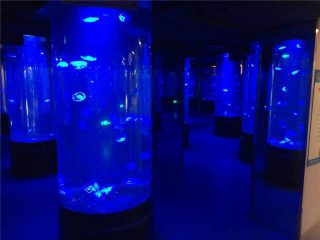 akrylové medúzy akvarijní tankové sklo